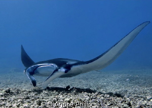 Manta Ray on the "Airstrip" in Komodo by Andre Philip 